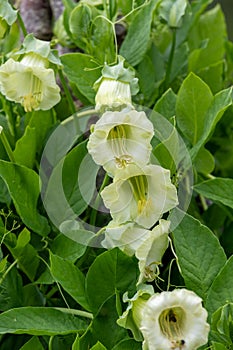 Cup and saucer cobaea scandens vine photo