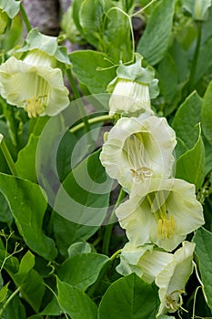 Cup and saucer cobaea scandens vine photo