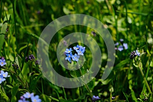 Close-up of flowers of delicate blue forget-me-nots (Myosotis) against a blurred background of dense green grass.