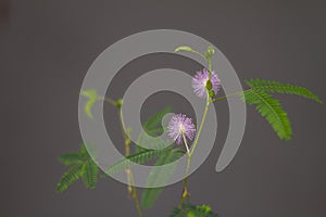 Pink mimosa pudica.