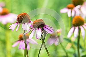 Close up flowers of Echinacea purpurea