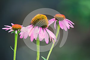 Close up flowers of Echinacea purpurea