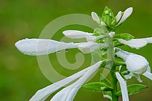 Fragrant plantain lily in rains