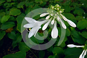 Fragrant plantain lily
