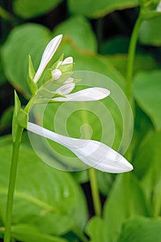 Fragrant plantain lily