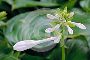 Fragrant plantain lily