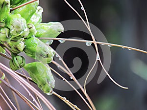 Close up Flowers and fruit with droplets of rain on Tacca leontopetaloides or East Indian arrow root, Plant is a herb or cooked