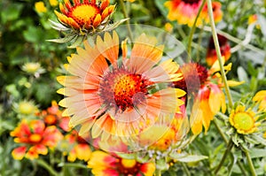 Close-up flowers Gaillardia pulchella on the background of flowers and grass. Beautiful yellow orange red flower with petals.