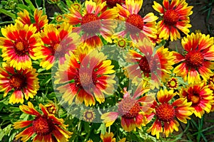 Gaillardia pulchella