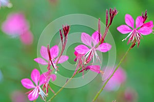 Gaura lindheimeri photo