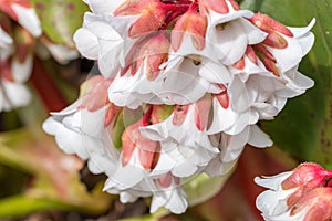 Close-up on flowers of heartleaf bergenia, Bergenia crassifolia at spring