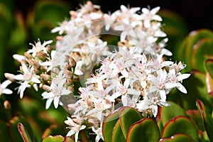 Crassula ovata photo