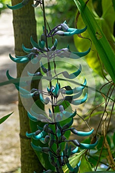 Close up of flowers of a Jade vine