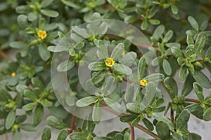 Close up flowers and leaves of Portulaca oleracea p