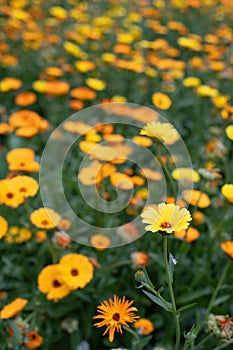 Close-up flowers of a marigold