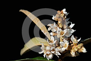 Close up of the flowers of a medlar tree. The inconspicuous white flowers are covered with dewdrops. The background is black photo