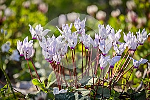 Close up of flowers Persian cyclamen Cyclamen persicum blooming in the forest, Migdal HaEmek, Northern Israel