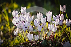 Close up of flowers Persian cyclamen Cyclamen persicum blooming in the forest, Migdal HaEmek, Northern Israel