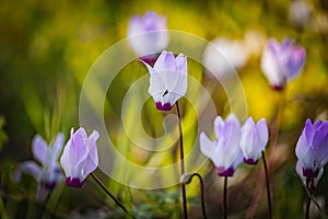 Close up of flowers Persian cyclamen Cyclamen persicum blooming in the forest, Migdal HaEmek, Northern Israel