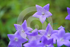 Platycodon grandiflorus