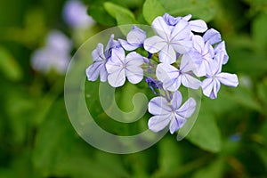 Plumbago auriculata