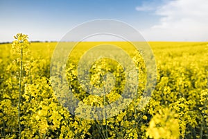 Close up on a flowers of plant on endless rapeseed field. Yellow rapeseeds fields and blue sky with clouds in sunny