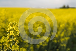 Close up on a flowers of plant on endless rapeseed field. Yellow rapeseeds fields and blue sky with clouds in sunny