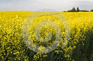 Close up on a flowers of plant on endless rapeseed field. Yellow rapeseeds fields and blue sky with clouds in sunny