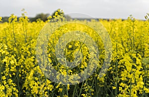 Close up on a flowers of plant on endless rapeseed field. Yellow rapeseeds fields and blue sky with clouds in sunny