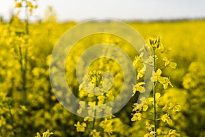 Close up on a flowers of plant on endless rapeseed field. Yellow rapeseeds fields and blue sky with clouds in sunny