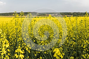 Close up on a flowers of plant on endless rapeseed field. Yellow rapeseeds fields and blue sky with clouds in sunny