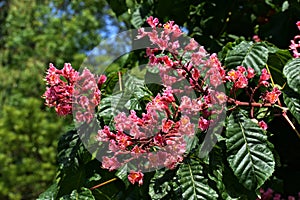 Close up of flowers of Red horse chestnut.