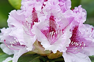 Rhododendron hybridum photo