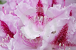 Rhododendron hybridum photo