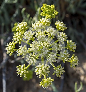 Close-up of the flowers of rock samphire