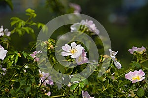 Close up of flowers on Rose hip Bush