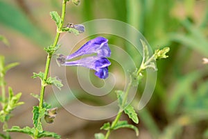 Scutellaria barbata photo