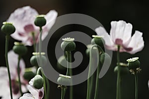 Close up of flowers and seed pod of opium poppy