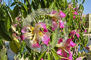 Close-up flowers of the Silk Floss Tree  Chorisia speciosa or Ceiba speciosa. Big flowers of interesting spiked tree Chorisia Sp