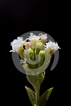 Close-up of the flowers of the stevia plant Stevia rebaudiana