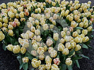 Close Angel of flowers in a tulips plantation at Keukenhof Netherlands