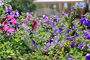 Close-up flowers of volet and pink petunias