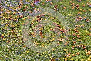 Close up of the flowers the yareta plant also known as cushion plant, llareta or Azorella compacta located on altiplano of Bolivia photo