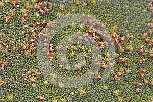 Close up of the flowers the yareta plant also known as cushion plant, llareta or Azorella compacta located on altiplano of Bolivia