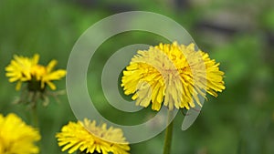 Close up flowers yellow dandelions. Yellow dandelions. Bright dandelion flowers on the background of green spring