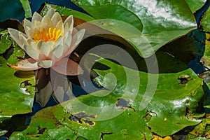 Close-up of a flowery waterlily