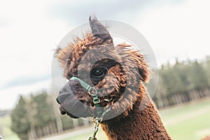 Close up of a fluffy alpaca