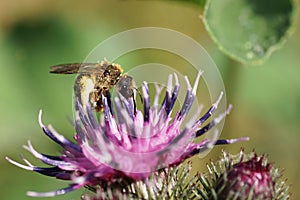 Close-up fluffy Caucasian wild bee Macropis fulvipes on inflorescences of thistle Arctium lappa in summer