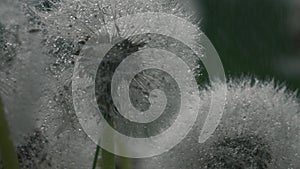 Close up of fluffy dandelion heads covered by hundreds of small rain drops. Creative. Rain falling down on summer green