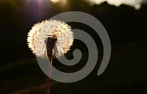 Close up of a fluffy dendalion flower`s silhouette